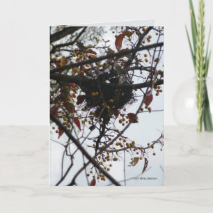 Cartão Bittersweet Nest