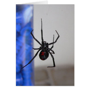 Cartão Bl; aranha da viúva do ack