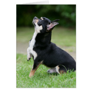 Cartão Black and Cream Chihuahua