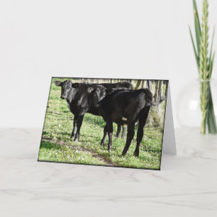 Cartão Black Angus Heifer Calves