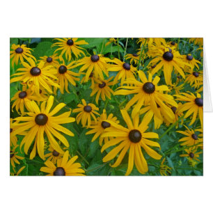 Cartão Black Eyed Brown Eyed Susan Fotografia Susan