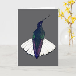 Cartão Black Jacobin Hummingbird 