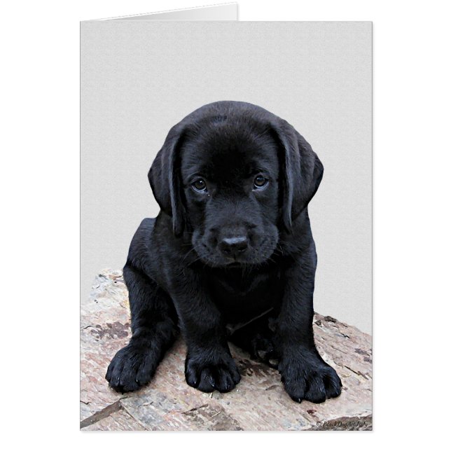 Cartão Black Labrador Pup (Frente)