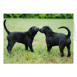 Cartão Black Labrador Retriever