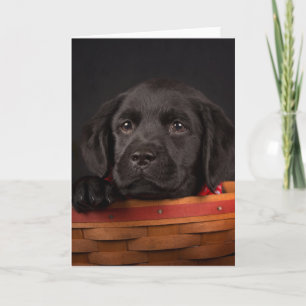 Cartão Black labrador retriever puppy in a basket