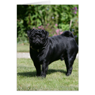 Cartão Black Pug em pé olhando para a câmera