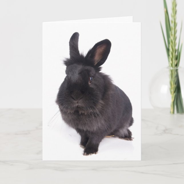 Cartão black rabbit (Frente)