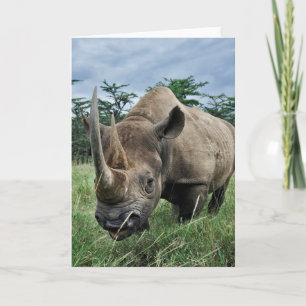 Cartão Black Rhinoceros   Kenya