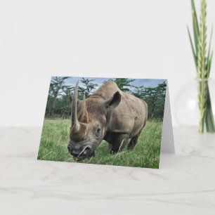 Cartão Black Rhinoceros   Kenya