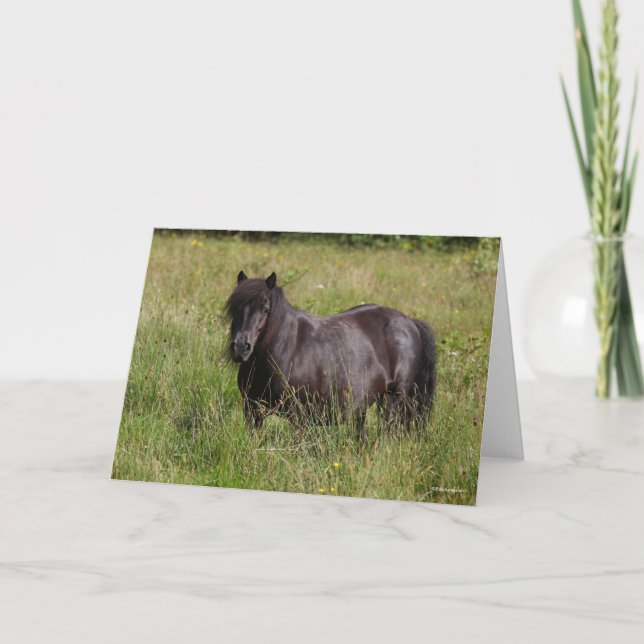 Cartão Black Shetland Stallion Standing In Grass (Frente)