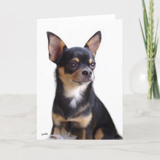 Cartão Black & Tan Chihuahua