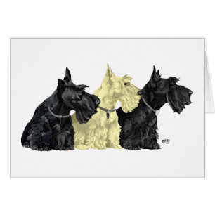 Cartão Black & Wheaten Scottish Terriers