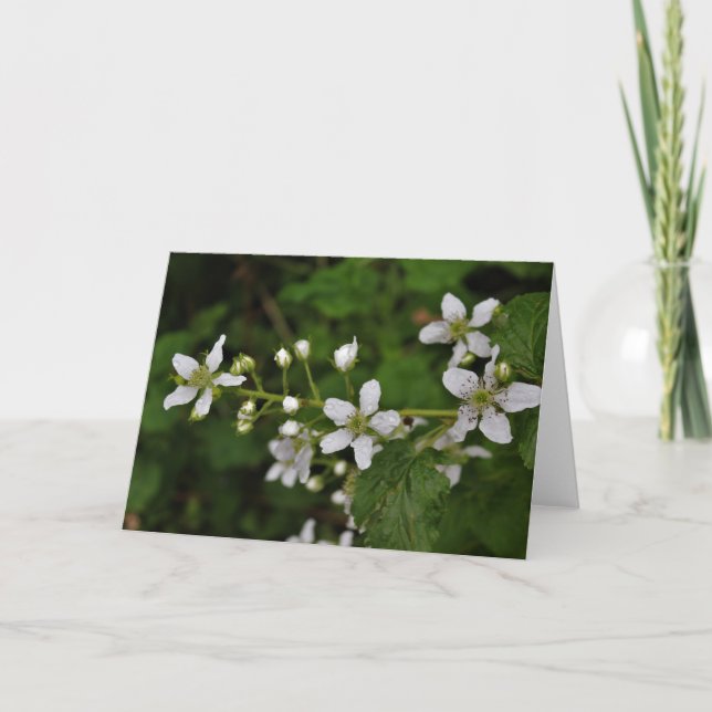 Cartão Blackberry Blossoms (Frente)