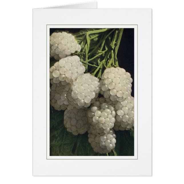 Cartão Blackberry branco (Frente)