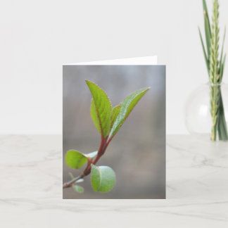 Cartão Blackhaw Notecard
