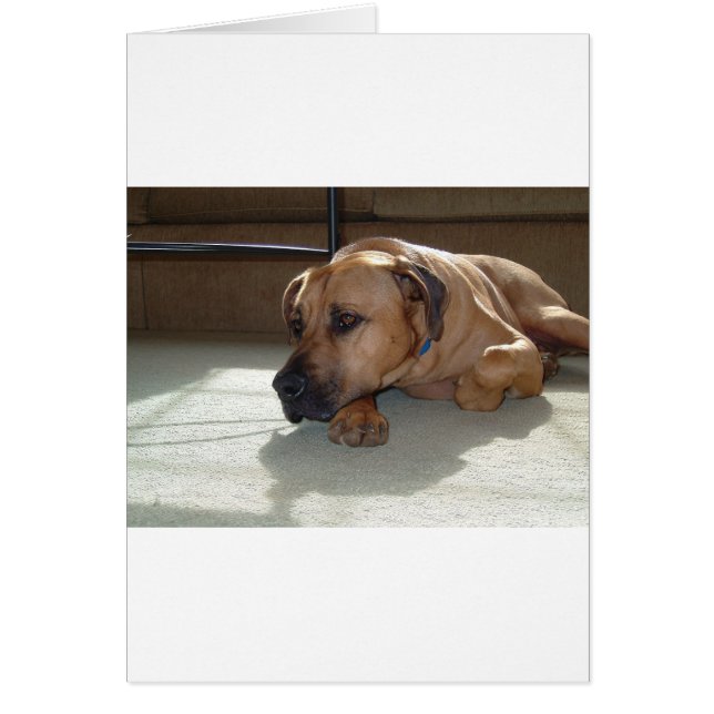 Cartão blackmouth cur deitado (Frente)