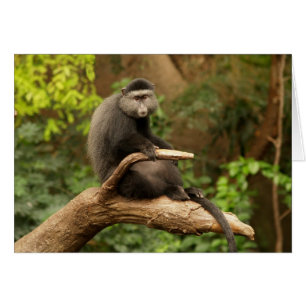 Cartão Blank Card with Monkey Background