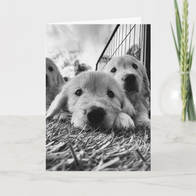 Cartão Blank card with puppies (Frente)