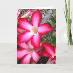 Cartão Blank greeting card