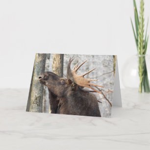 Cartão Blank Greeting Card: Moose King