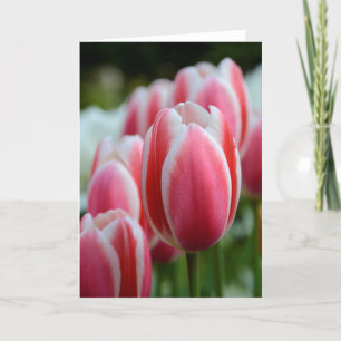 Cartão Blank Greeting Card with Pink Tulips