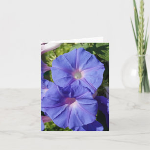 Cartão Blank Note Card, Morning Glory