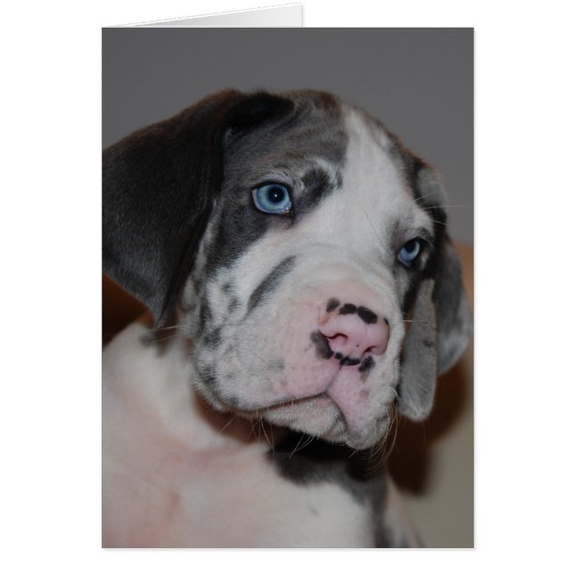 Cartão Blaue Augen Doggenwelpe (Frente)