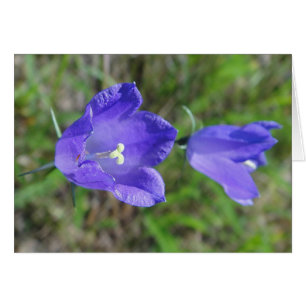 Cartão Blaues Glockenblumenpaar, Grusskarte, blanko
