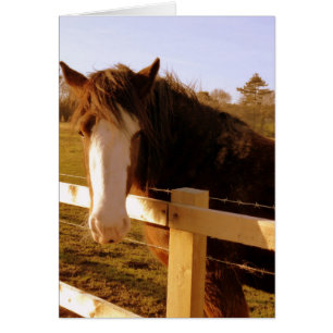 Cartão Blaze Branco Cavalo Gentil