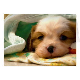 Cartão Blenheim puppy sob cobertor