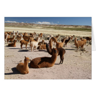 Cartão Bloco do rebanho do lama da alpaca em montanhas de
