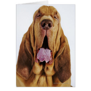 Cartão Bloodhound (cão do St. Hubert) com olhos fechados