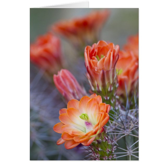 Cartão Bloom em Laranja (Frente)
