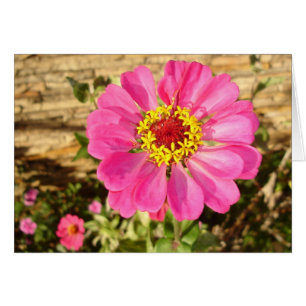 Cartão Bloom Multicolor