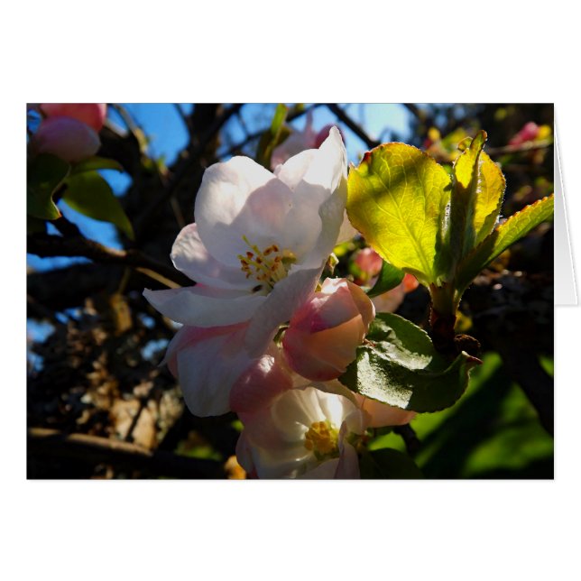 Cartão Blooms de Blushing (Frente Horizontal)
