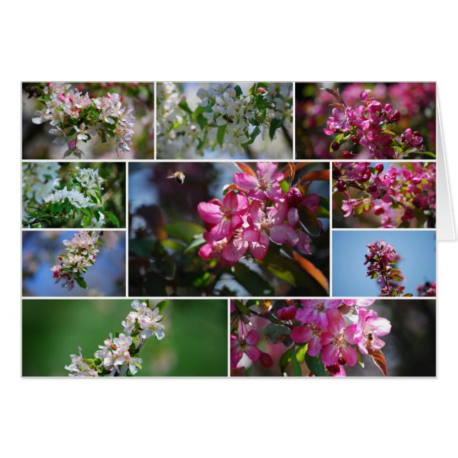 Cartão Blossomas de Maçã e Abelhas de Mel (Frente Horizontal)