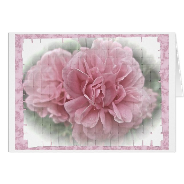 Cartão Blossomas de Rosa de Subida Rosa (Frente Horizontal)