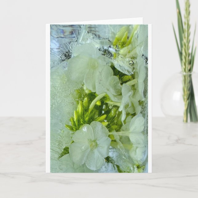 Cartão Blossomas Forçados, (Frente)