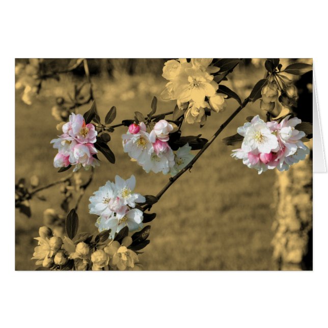 Cartão Blossomo De primavera Na Placa Flor Sepia (Frente horizontal)