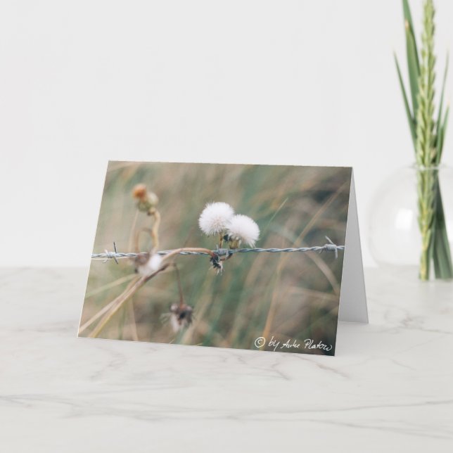 Cartão blowballs (Frente)