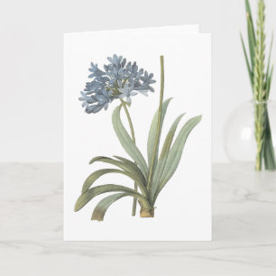 Cartão blue African lily(Agapanthus) by Redouté