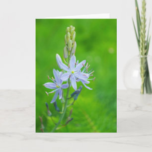 Cartão Blue Camas Blank
