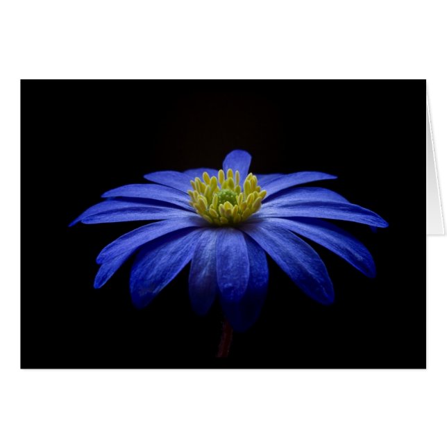 Cartão Blue Daisy Gerbera Flower em preto (Frente Horizontal)
