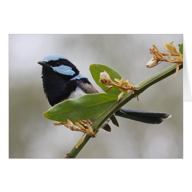 Cartão Blue Fairy Wren (Frente Horizontal)