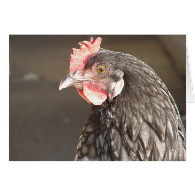 Cartão Blue Hen (Frente Horizontal)