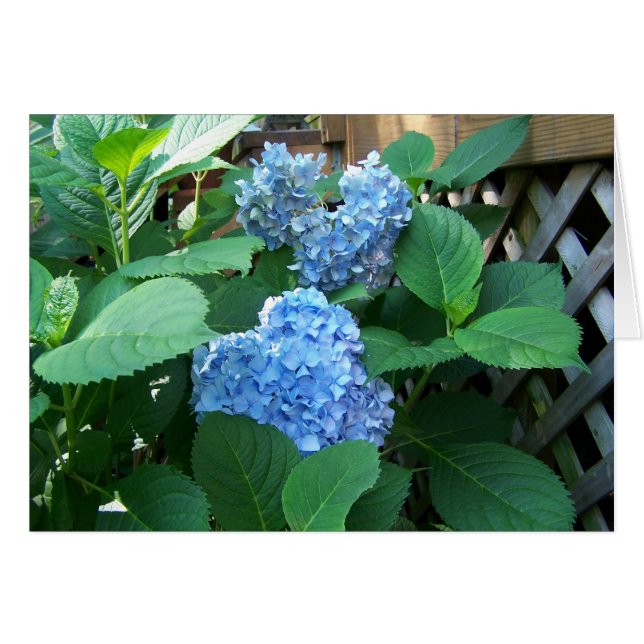 Cartão Blue Hydrangea (Frente Horizontal)