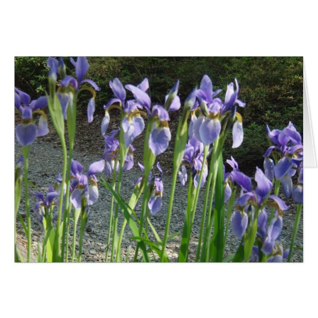 Cartão Blue Iris (Frente Horizontal)