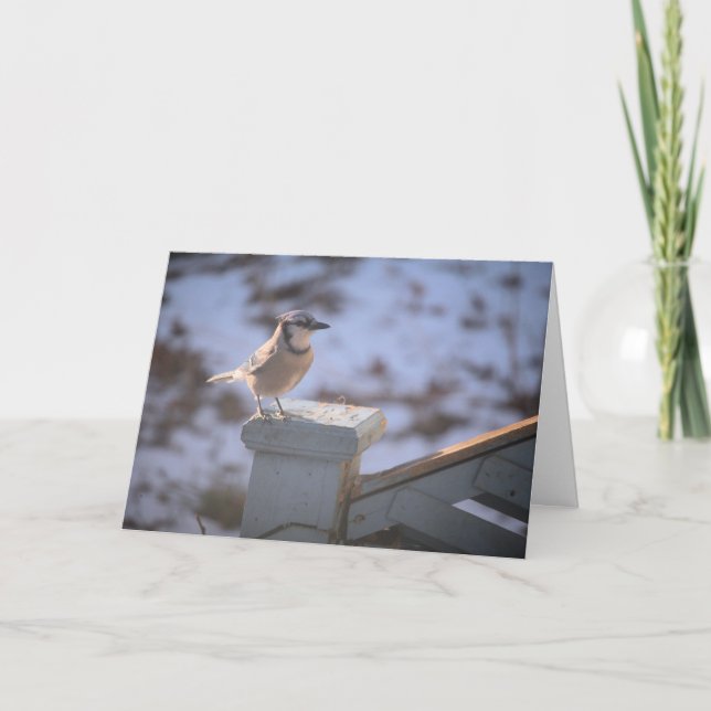 Cartão Blue Jay (Frente)