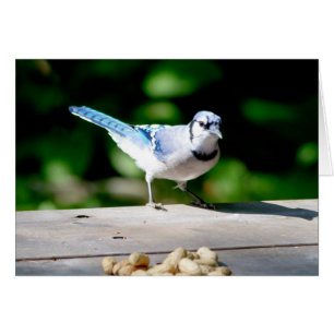 Cartão Blue Jay ganhando um amendoim