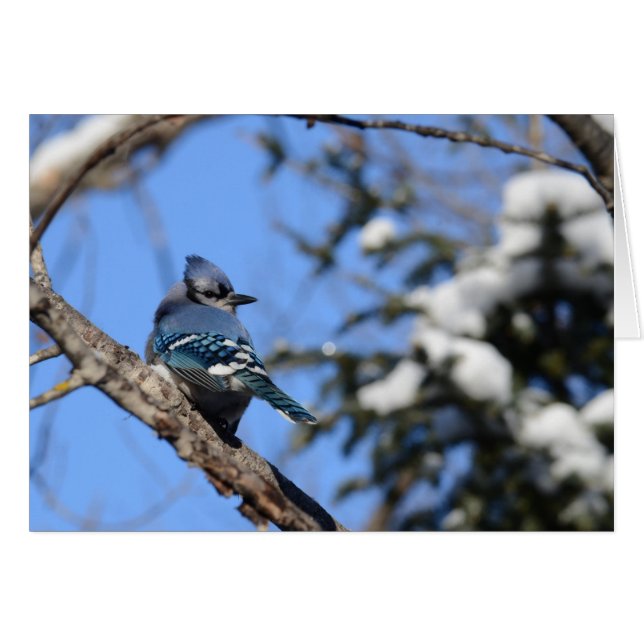 Cartão Blue Jay in Snow (Frente Horizontal)